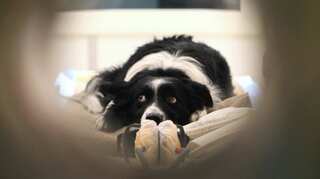 Tennessee man leave $5 million to dog in his will
