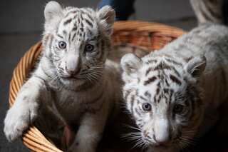 Two white tiger cubs in Pakistan likely died of Covid-19, officials say