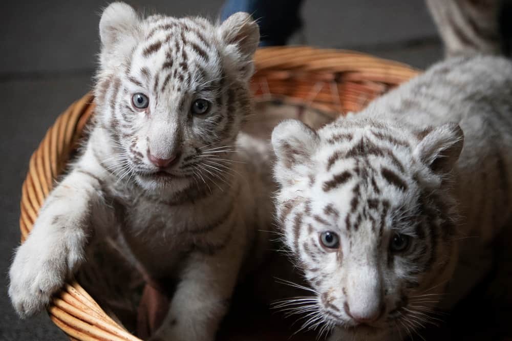 Two white tiger cubs in Pakistan likely died of Covid-19, officials say