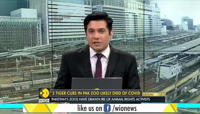 Two 11 week old white Tiger cubs died due to COVID-19 in Pakistan