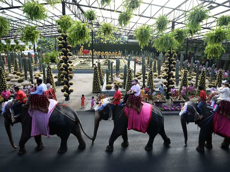 Couples in Thailand tie the knot on elephants on Valentine's Day Couples in Thailand tie the knot on elephants on Valentine's Day
