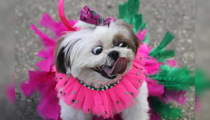 Brazil: Carnival amid the Coronavirus pandemic