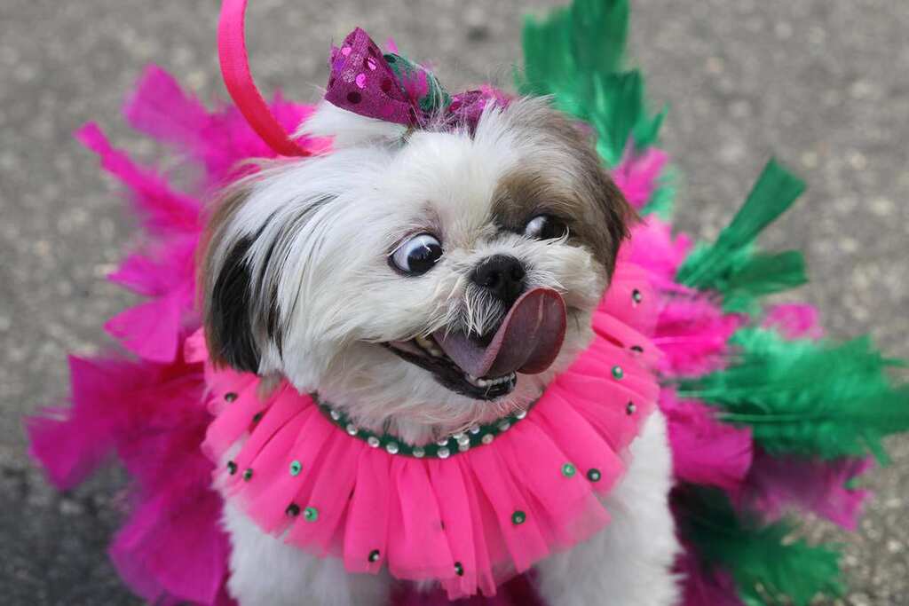 Brazil: Carnival amid the Coronavirus pandemic