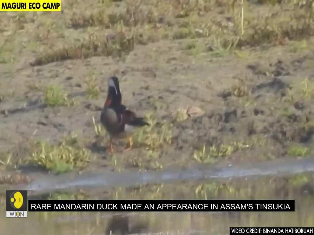 Rare mandarin duck spotted in Assam after nearly 100 years