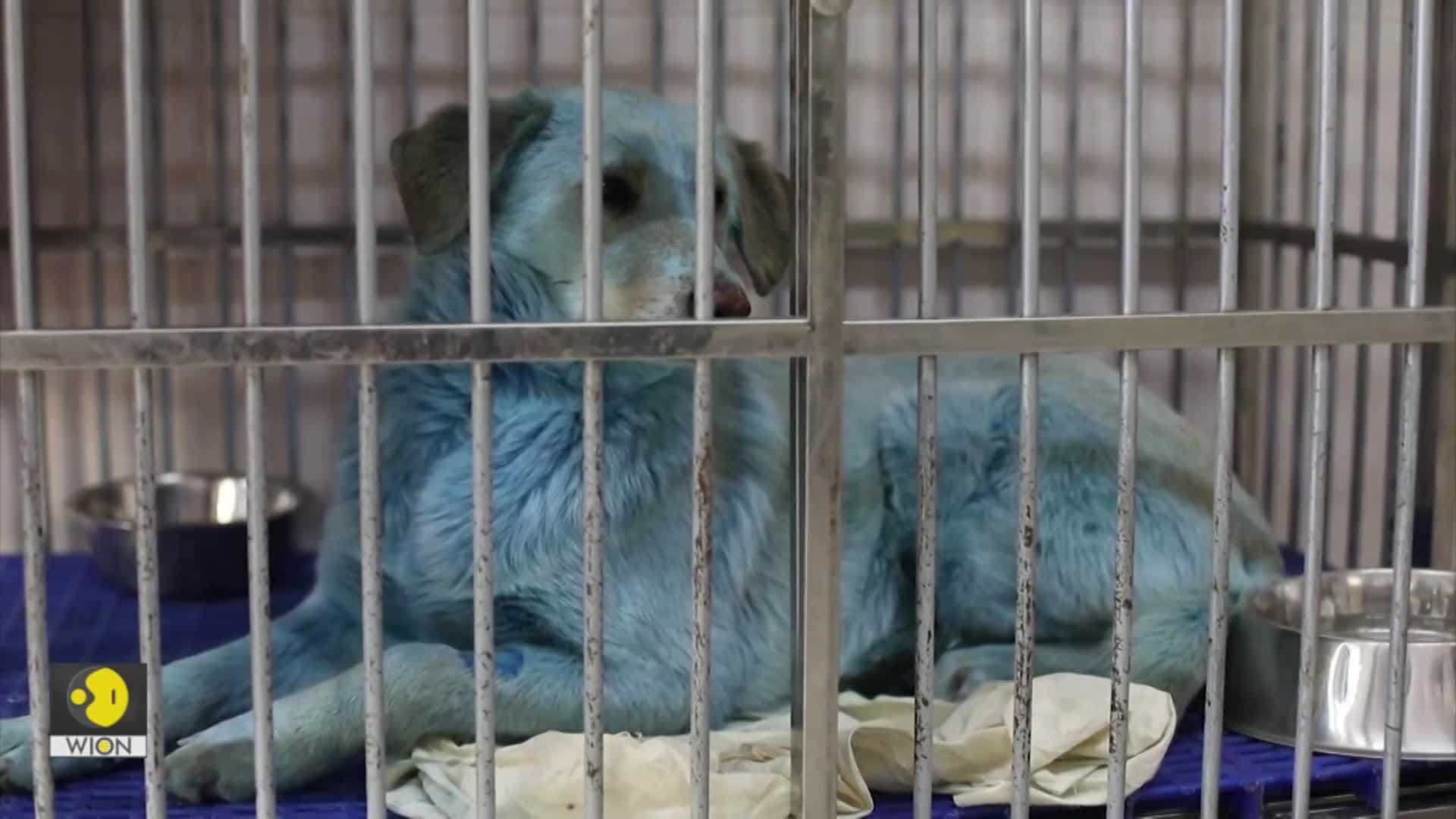 Russia: Dogs with mysterious blue colour in normal condition