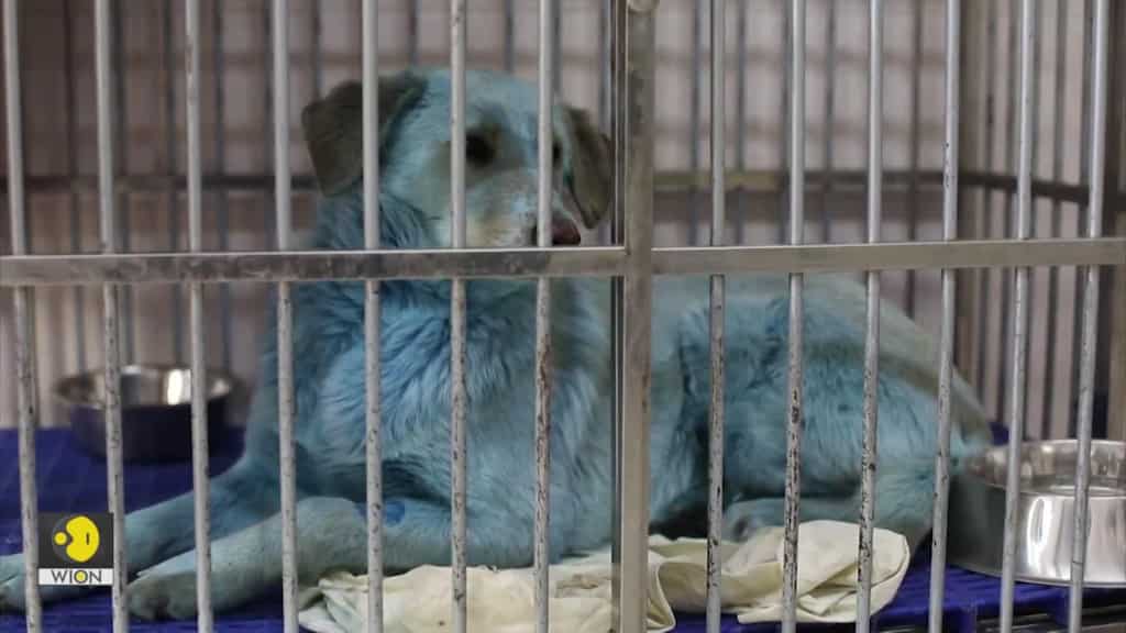 Russia: Dogs with mysterious blue colour in normal condition