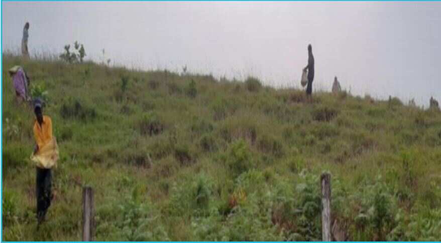 Afforestation work