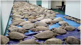 Thousands of cold-stunned turtles rescued in Texas