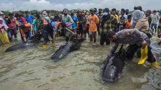 Only 3 of 45 pilot whales survive mass stranding in Indonesia