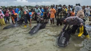 Only 3 of 45 pilot whales survive mass stranding in Indonesia