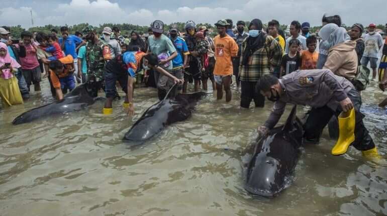 Only 3 of 45 pilot whales survive mass stranding in Indonesia