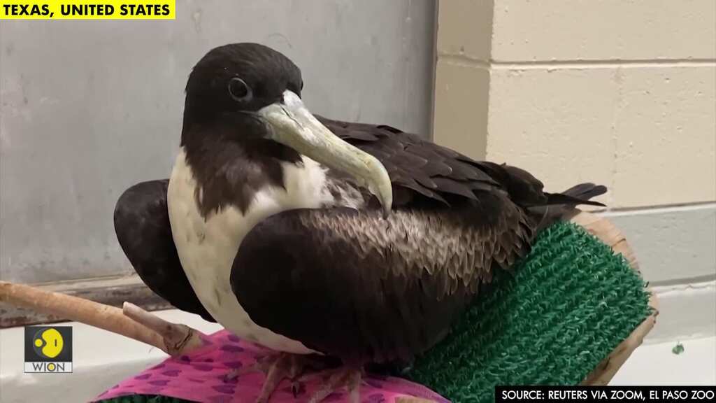 Sea bird gets lost, lands in Texas desert after winter storm