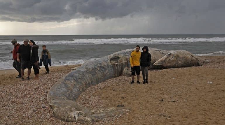 Probe launched after 17-metre-long whale found dead in Israeli beach Probe launched after 17-metre-long whale found dead in Israeli beach