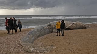 Probe launched after 17-metre-long whale found dead in Israeli beach