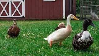 Russia reports first cases of H5N8 bird flu in humans
