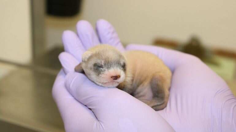 Scientists successfully clone endangered black-footed ferret