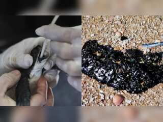 Oil spill on Israel's Mediterranean shore causes 'disaster'