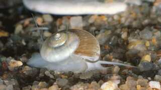 Sea snail venom could lead to new treatments for severe Malaria