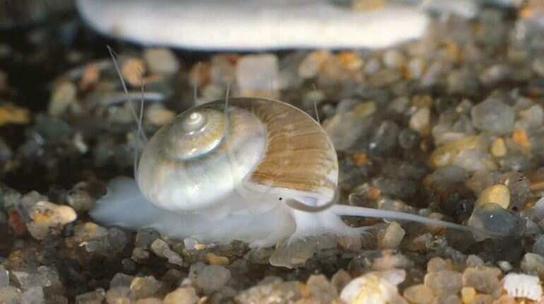 Sea snail venom could lead to new treatments for severe Malaria
