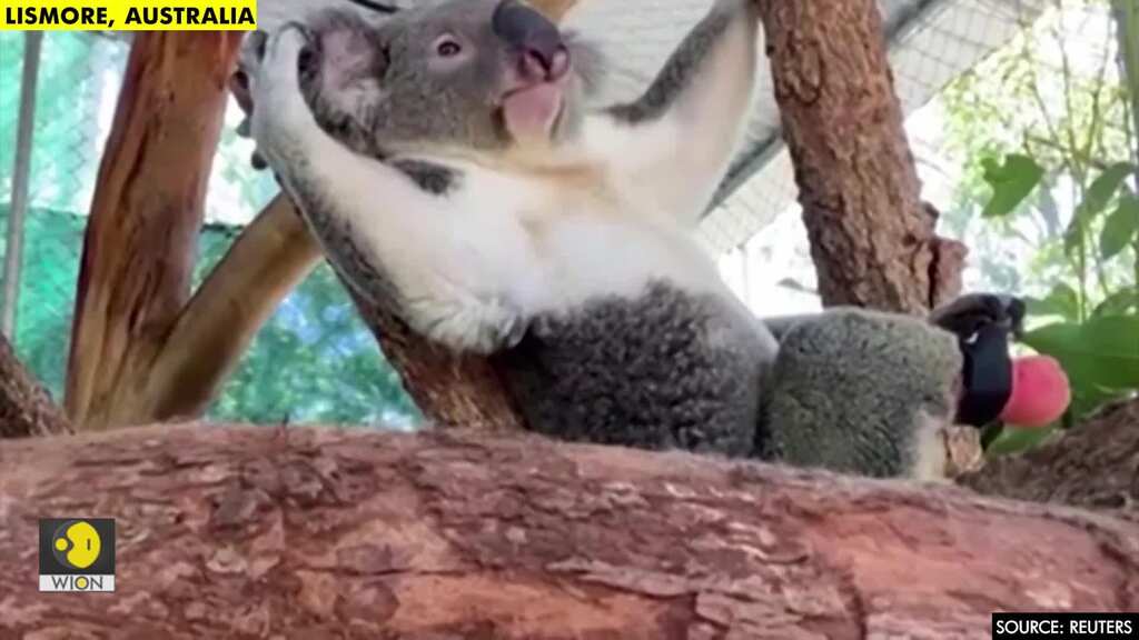 Triumph as world's first koala receives prosthetic foot