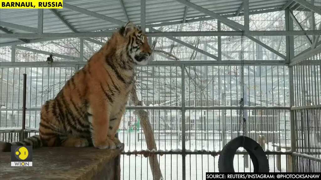 Watch 8-month old tiger sing in Russian zoo