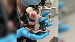 'A miracle': Puppy born with six legs beats all odds to survive