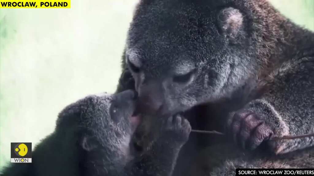 Polish zoo celebrates birth of rare marsupial bear cuscus