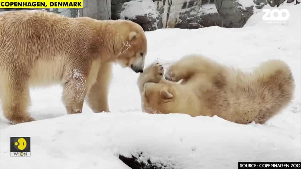 Polar bear cub demands mother's constant attention
