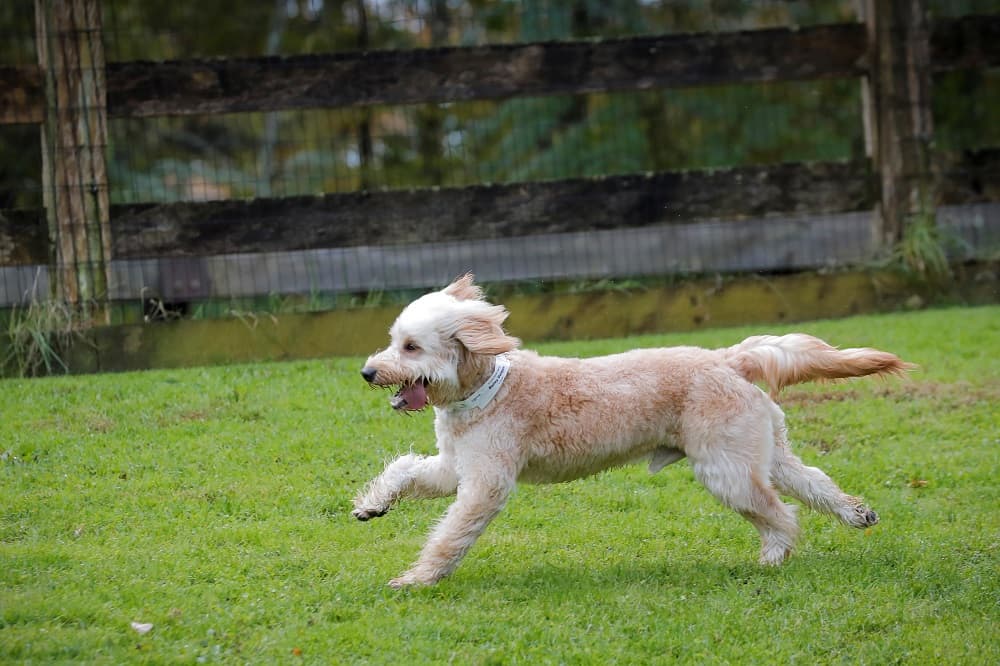 Why do dogs tilt head? New study reveals the cute reason  