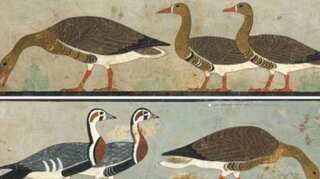 4,600-year-old Egyptian art reveals an extinct goose