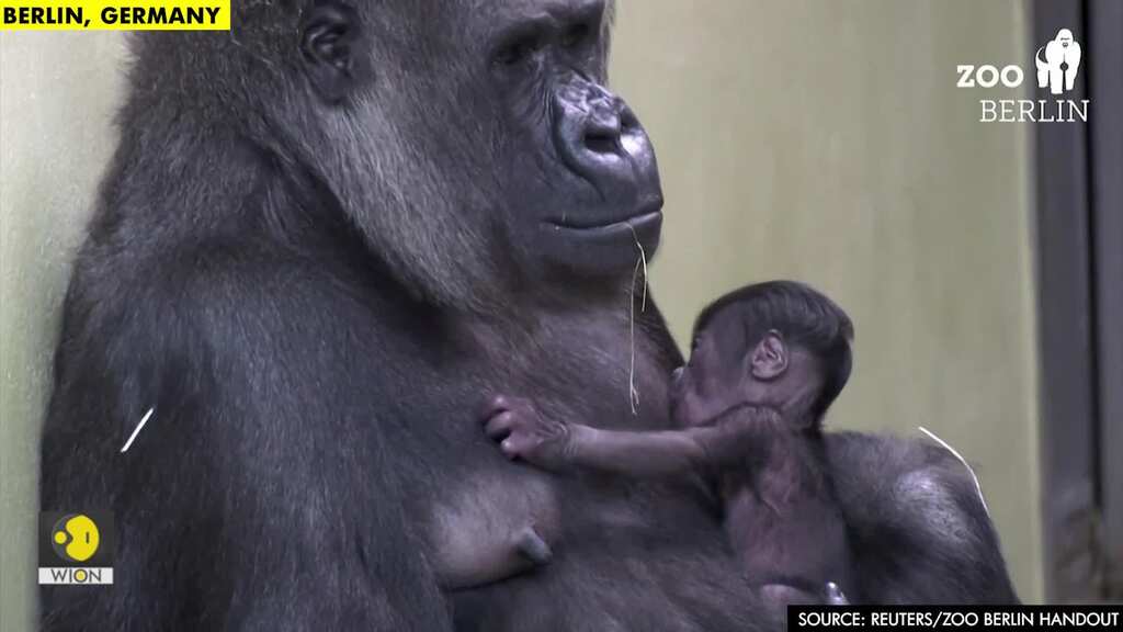 Berlin zoo celebrates first gorilla born in 16 years