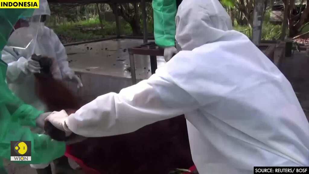 Indonesian rehabilitation centre releases 10 orangutans into wild