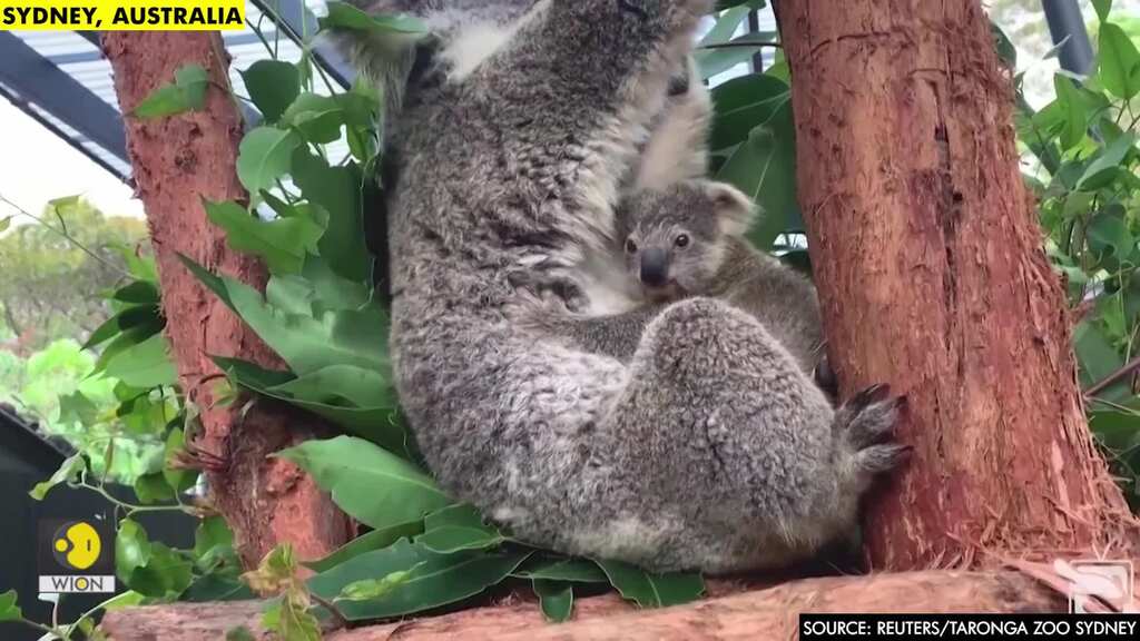 First koala joey for Australian zoo in over a year emerges, rides on mother's back