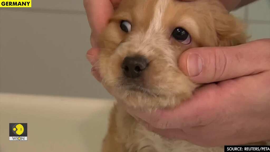 Surge in demand for dogs in home office pushes illegal puppy trade