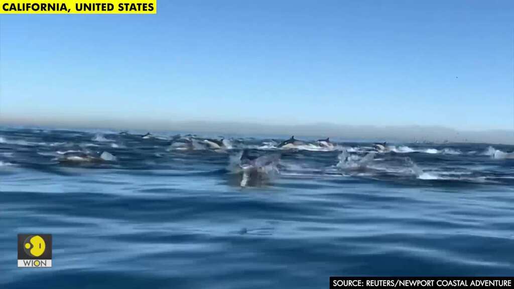 Thousands of dolphins 'stampede' off southern California coast