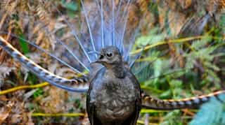 Liar birds? Male lyrebirds mimic threat call to woo females