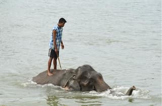 Madras High Court asks Tamil Nadu government to form policy on ownership of elephants