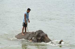Madras High Court asks Tamil Nadu government to form policy on ownership of elephants