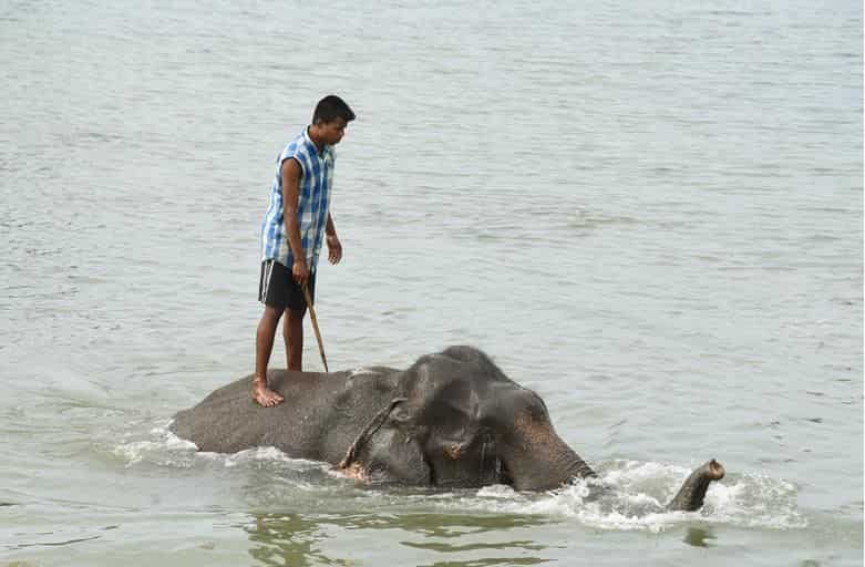 Madras High Court asks Tamil Nadu government to form policy on ownership of elephants