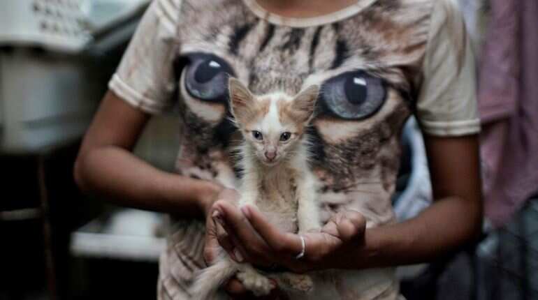 Cuba approves animal welfare law after civil society pressure