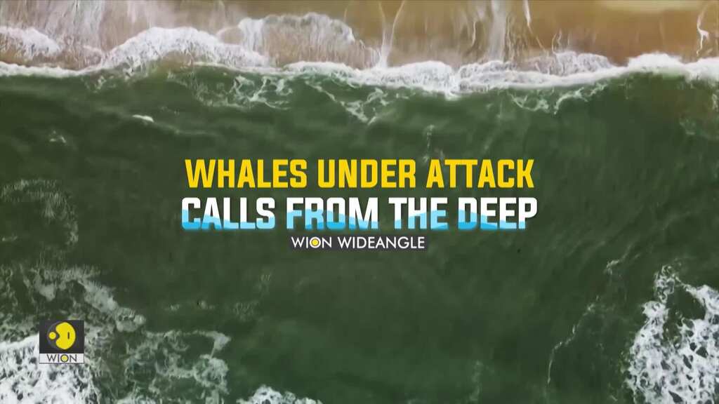 Whales under attack: Calls from the deep | WION Wideangle