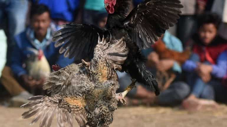 Owner dies after bird attached with knife hits him during cockfight Owner dies after bird attached with knife hits him during cockfight