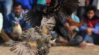 Owner dies after bird attached with knife hits him during cockfight