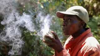 In a first, Kenya set to launch wildlife census