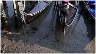 Venice: Exceptionally low tide almost dries up the canals