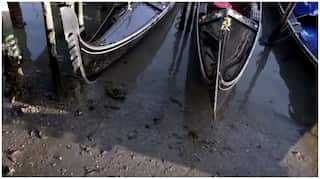 Venice: Exceptionally low tide almost dries up the canals