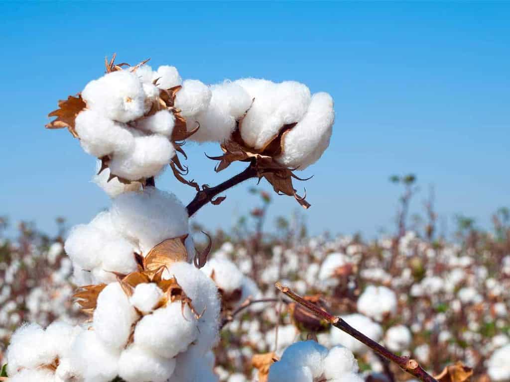 Pakistan: Cotton yarn shortage may lead to import from India