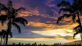 Miami is set to reduce number of palm trees as climate concerns rise