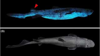 Scientists discover three deep-sea sharks that glow in dark