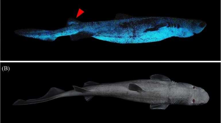 Scientists discover three deep-sea sharks that glow in dark